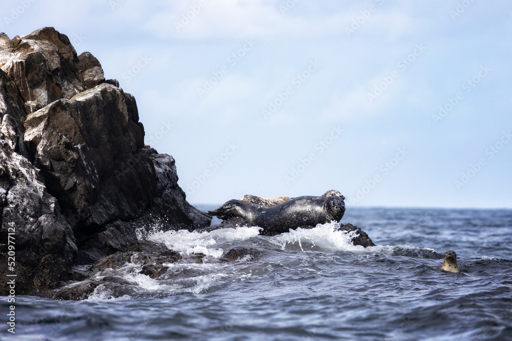 Naklejka premium Anthurs or Steinger seals (Phoca vitulina stejnegeri) on Shikotan Island, South Kuriles