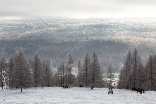Russia. Altai. Winter landscape with mountains covered with snow on sunset © Shchipkova Elena