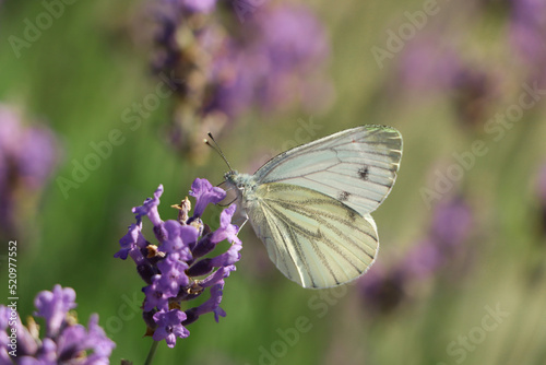 Beautiful butterfly in lavender field on sunny day, closeup © New Africa
