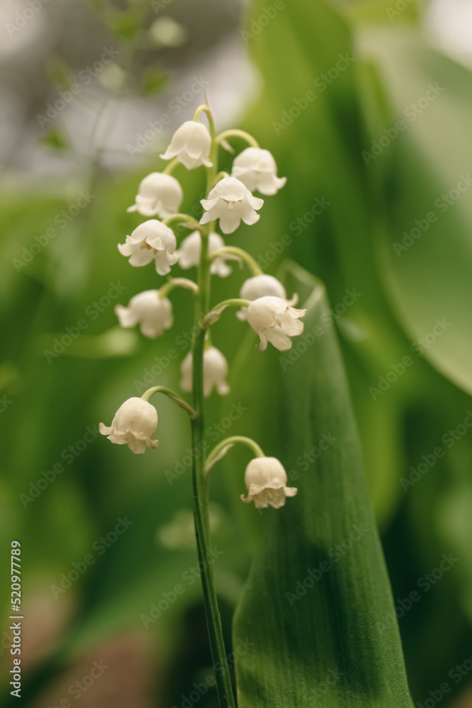 Beautiful lily of the valley flower growing in garden, closeup Beautiful lily of the valley flower growing in garden, closeup