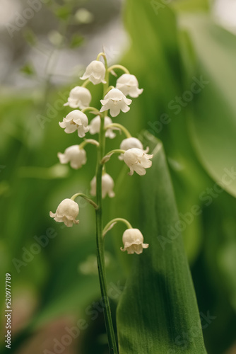 Beautiful lily of the valley flower growing in garden, closeup