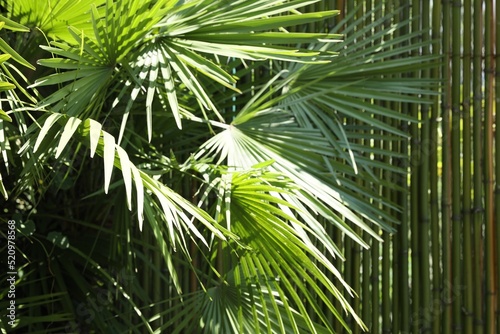 Beautiful tropical plant with green leaves near bamboo fence outdoors