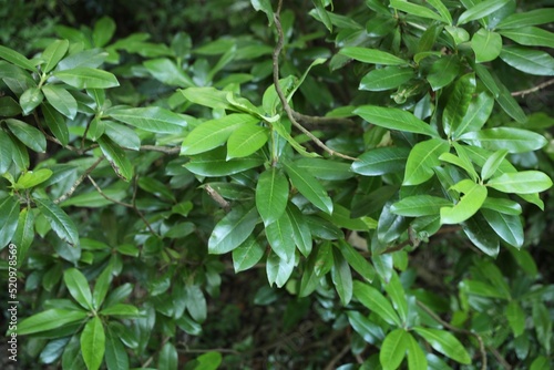 Beautiful tropical tree branches with green leaves outdoors, closeup