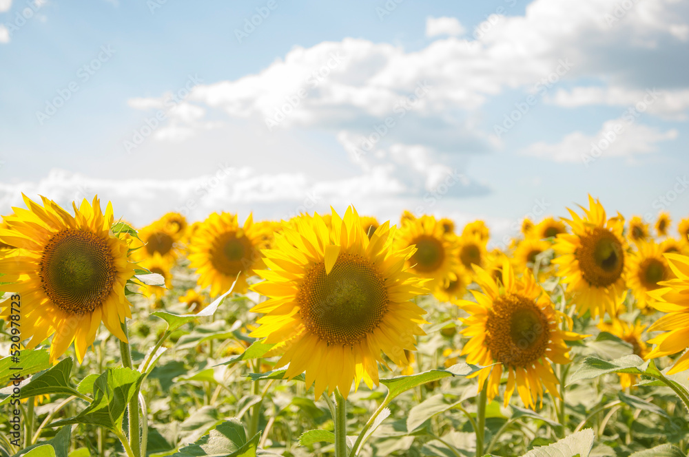 field of sunflowers and blue sun sky