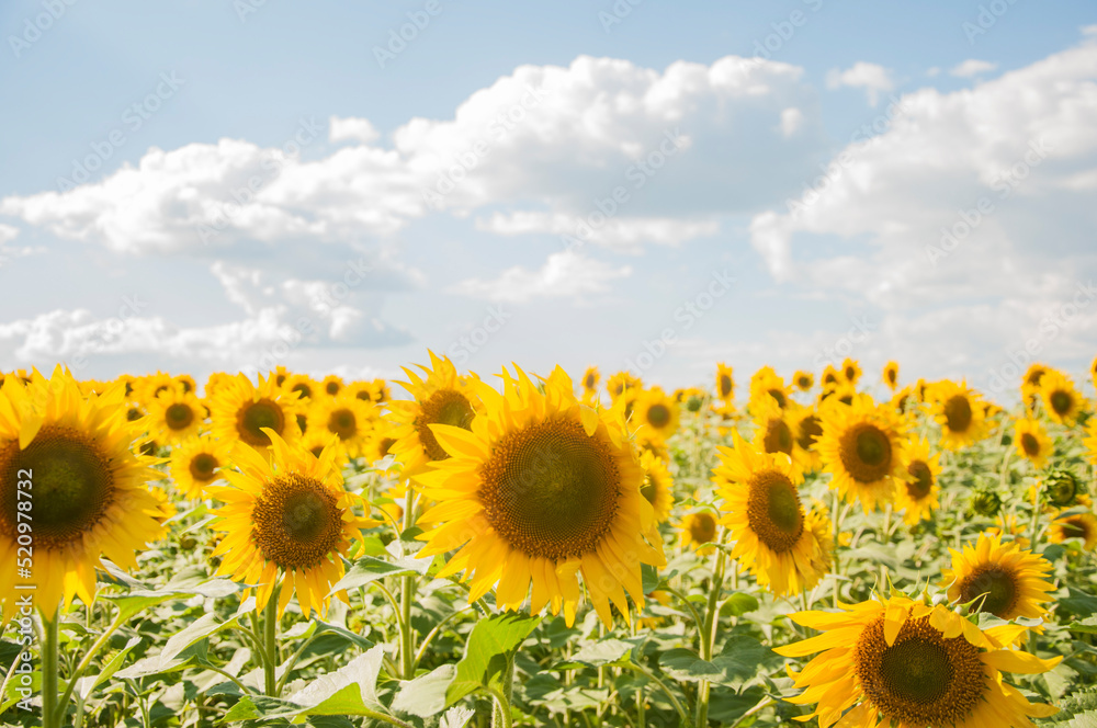 Fototapeta premium field of sunflowers and blue sun sky