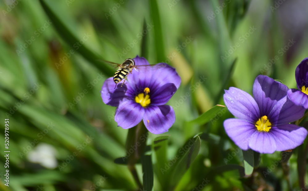 Hooverfly on purple flower