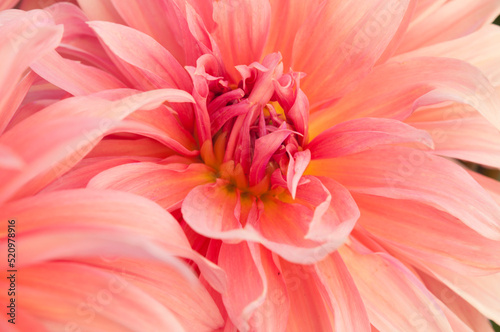 Macro of pink dahlia flower. Beautiful pink daisy flower with pink petals. Chrysanthemum with vibrant petals. Floral close up. Pink aesthetic. Floral pattern. Autumn garden. Romance card.