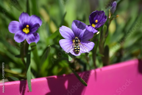 Hooverfly on purple flower photo