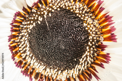 Close up of Graceful White Venidium Daisy Flower (Venidium fastuosum) showing the central petals, anthers and stamens (black center). photo