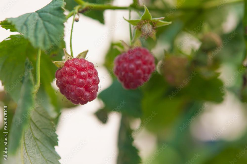 ripe raspberries in a garden on a green background ripe raspberries in a garden on a green background