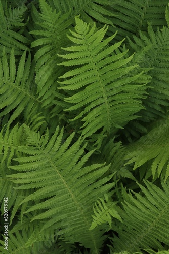 Beautiful fern with lush green leaves growing outdoors