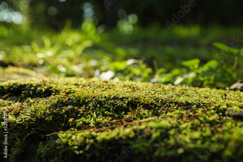 Beautiful green moss outdoors on sunny day, closeup. Space for text