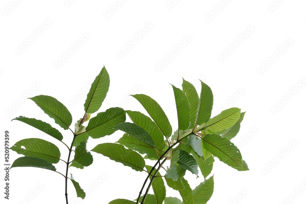In selective focus a branch of Kratom leaves on white isolated background for green foliage backdrop with copy space In selective focus a branch of Kratom leaves on white isolated background for green foliage backdrop with copy space
