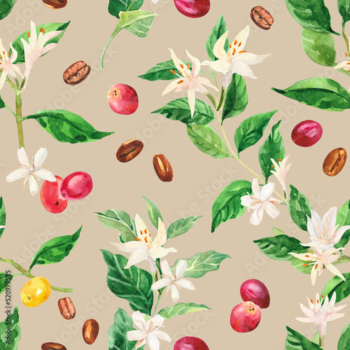 Watercolor hand painted coffee tree branch, flowers and beans. Coffee plant. Ripening of coffee berries. Watercolor hand drawn seamless pattern, wallpaper, wrapping paper