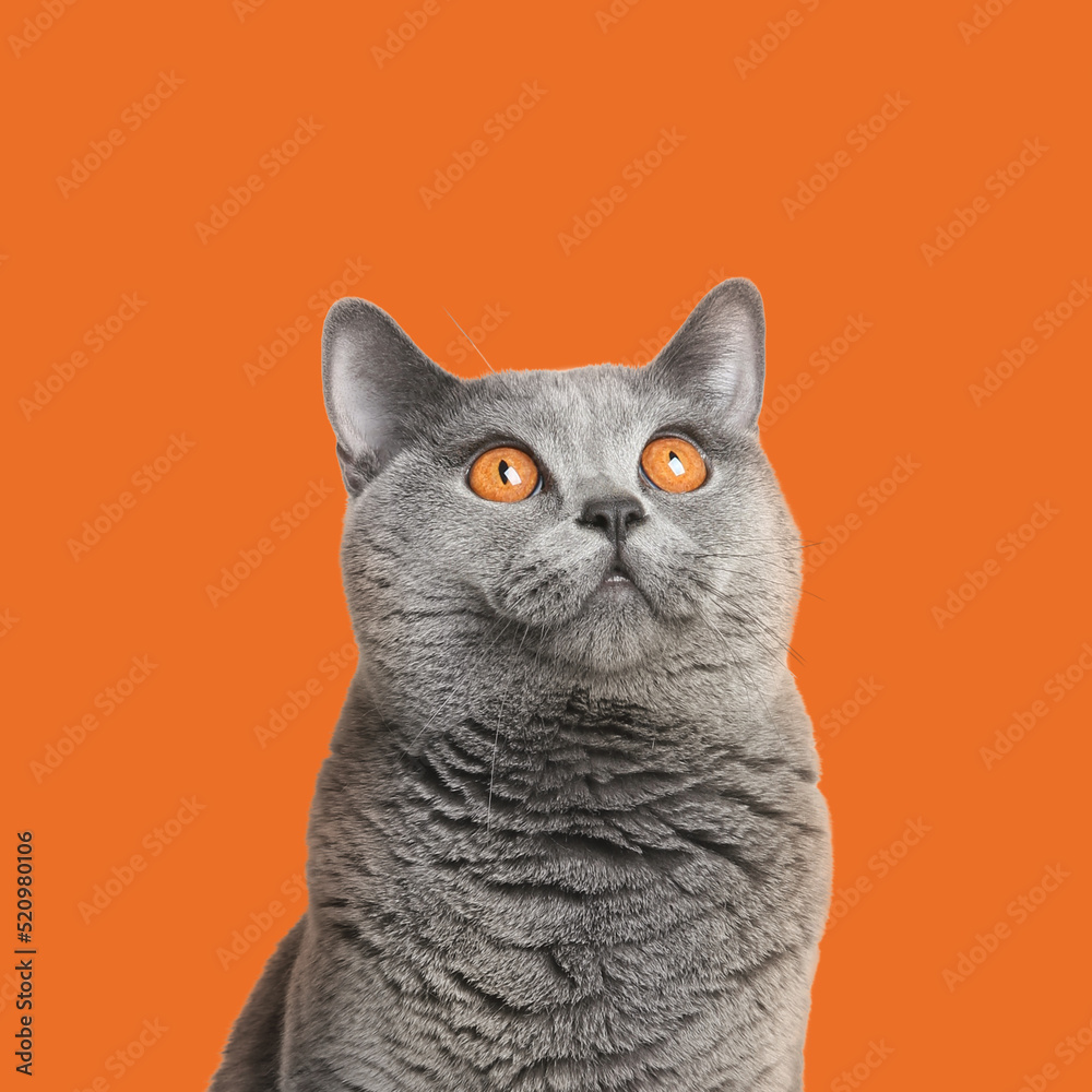 Adorable grey British Shorthair cat on orange background