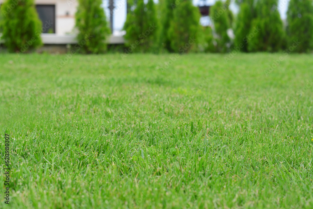 Beautiful green lawn with freshly mown grass outdoors