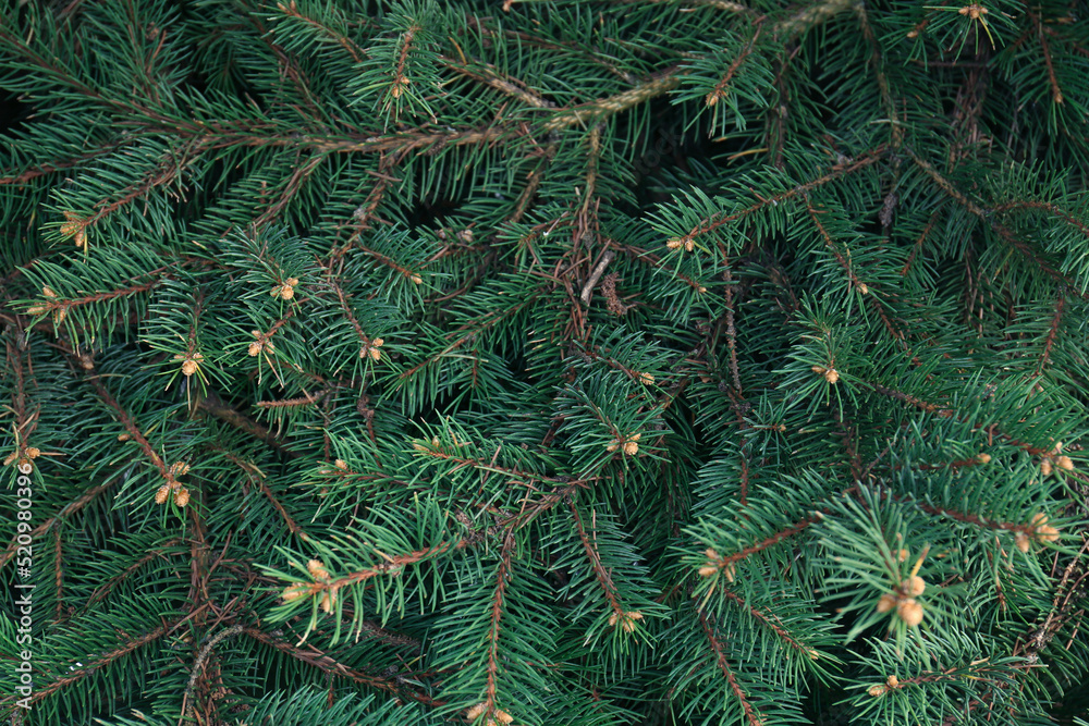 Beautiful branches of coniferous tree, closeup view