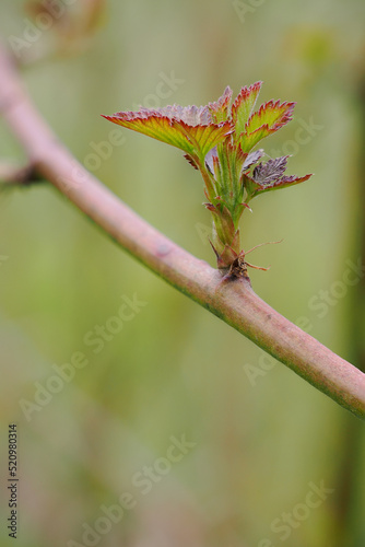 Fresh green blackberry leaf in nature. © lapis2380