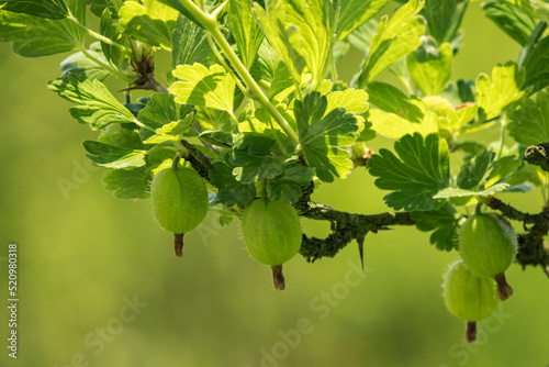 Green gooseberry fruits on the plant.