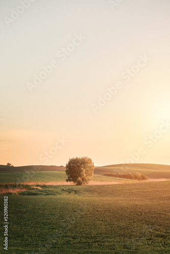 Lone tree in the green field during sunset. Strong sunlight in the meadow. One tree on the hill
