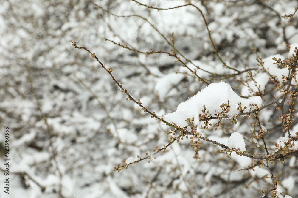 Tree branches covered with snow on winter day, closeup Tree branches covered with snow on winter day, closeup