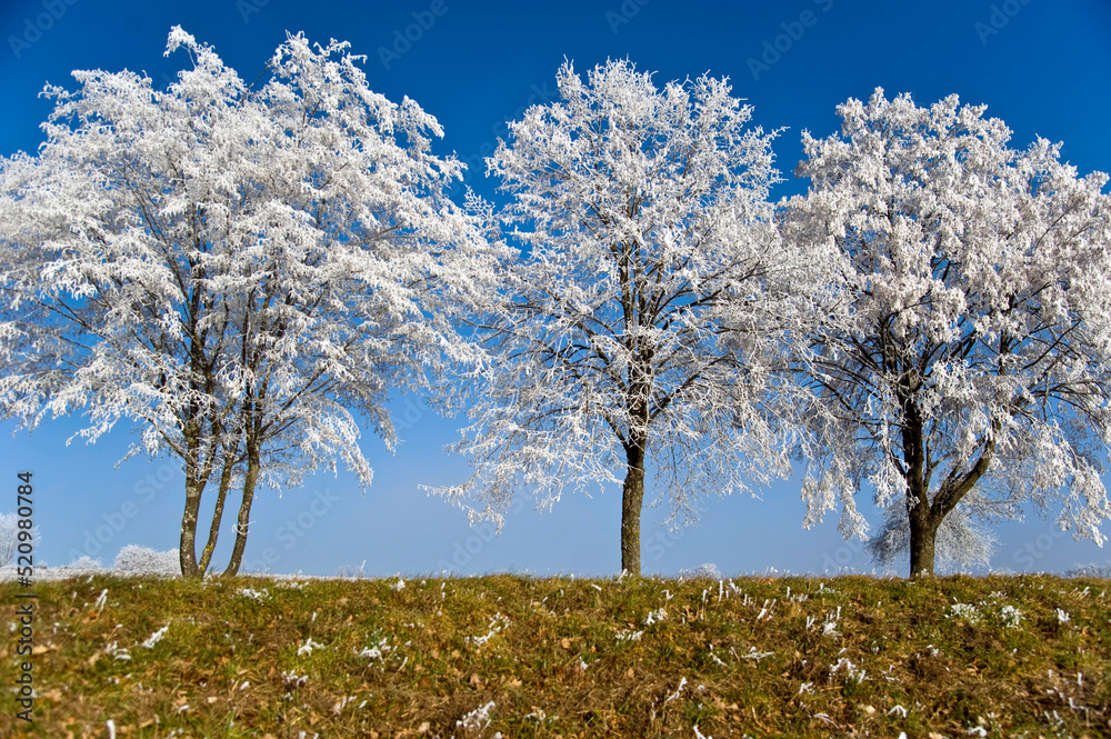 Naklejka premium Vereister Baum