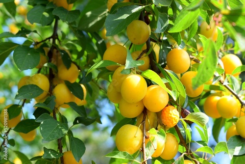 Mirabelle plum  is a cultivar group of plum trees of the genus Prunus. It is believed that the plum was cultivated from a wild fruit grown in Anatolia.