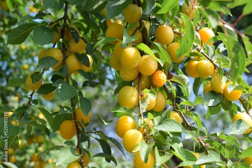 Mirabelle plum  is a cultivar group of plum trees of the genus Prunus. It is believed that the plum was cultivated from a wild fruit grown in Anatolia.