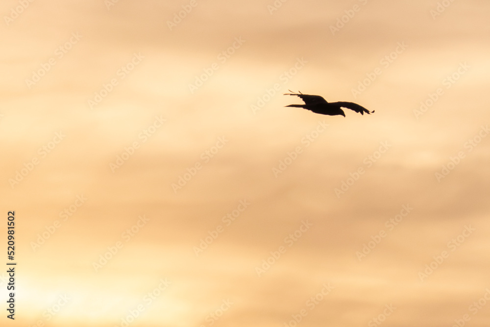 琵琶湖畔で夕陽に鳥が巣に帰っていく