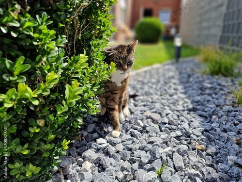 tigered cat in front of a green bush photo