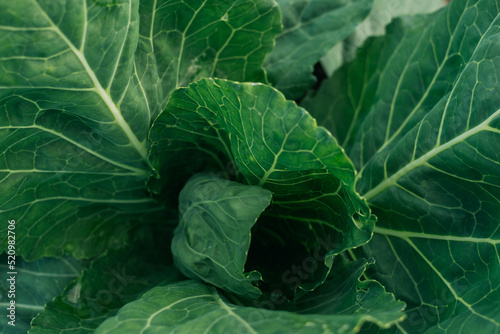 Fotografia Green cabbage grows in the garden. Nutrition, vitamins concept.