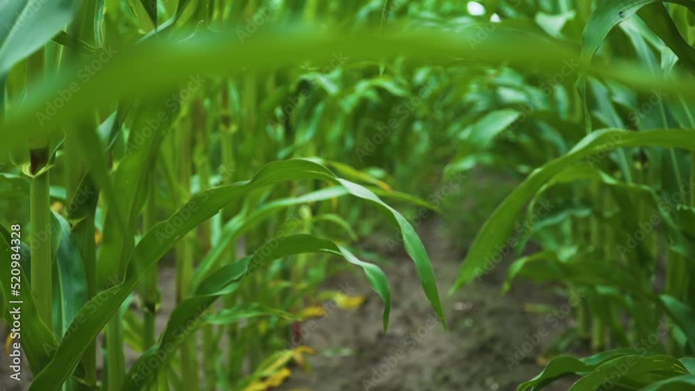 Corn plantation. Green leaves of maize in field. Concept of work in agronomic farm and production organic food Corn plantation. Green leaves of maize in field. Concept of work in agronomic farm and production organic food