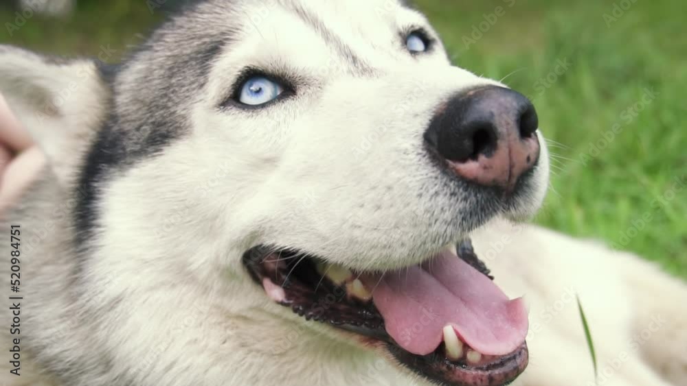 A girl child with pigtails is friends with a husky's sobka playing with her, ironing and feeding her. Relationship between humans and animals A girl child with pigtails is friends with a husky's sobka playing with her, ironing and feeding her. Relationship between humans and animals