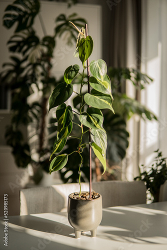 plant in a pot (Philodendron hederaceum) photo