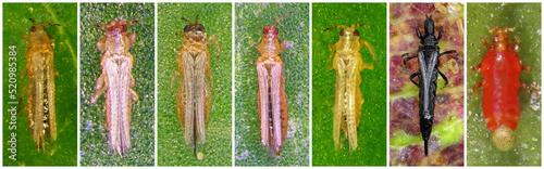Thrips (order Thysanoptera) are minute, slender insect pests of fruit trees and grape photo