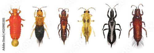 
Thrips (order Thysanoptera) are minute, slender insect pests of fruit trees and grape. Isolated on a white background