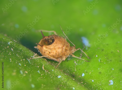 Leaf aphids after emerging parasitic wasp, Aphidius colemani. Armored scale cover with emerging hole of parasitic wasp. Concept of biological control