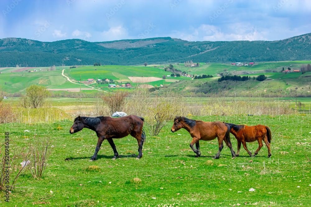 Wild horses on the green meadow in the summer