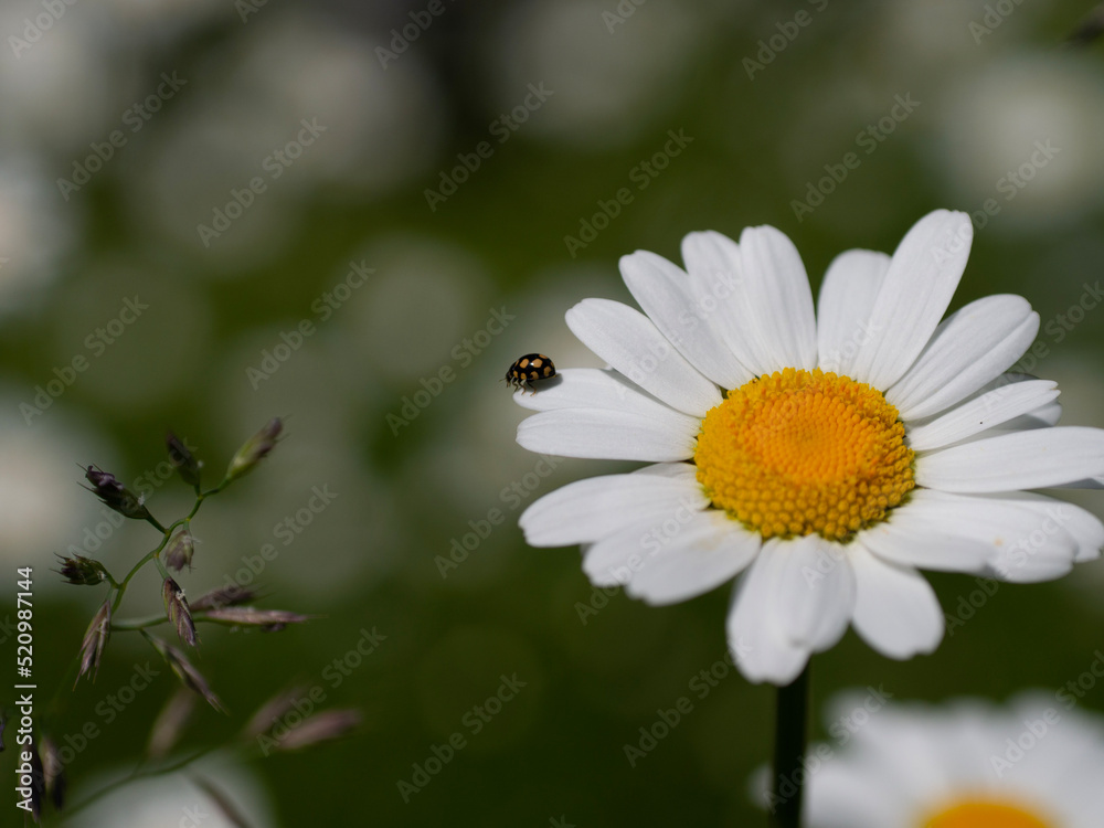 Obraz premium daisy and bee