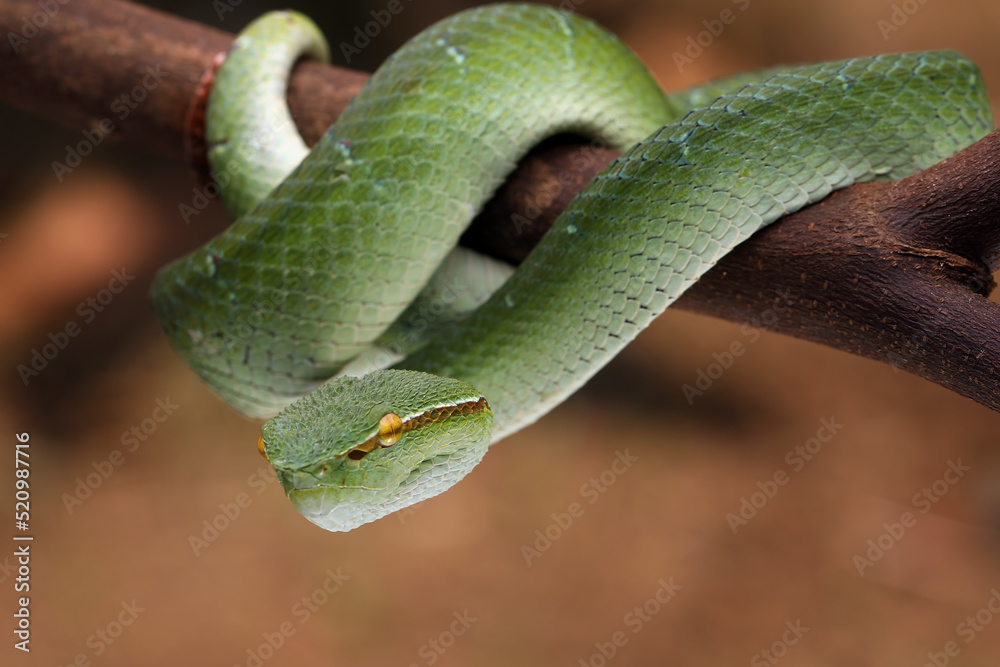 Fototapeta premium Tropidolaemus wagleri viper closeup on branch, Tropidolaemus wagleri closeup