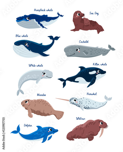 Cute marine mammals set, cartoon flat vector illustration isolated on white background.