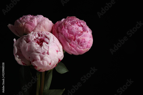 Fototapeta Naklejka Na Ścianę i Meble -  Beautiful fresh peonies on dark background, space for text