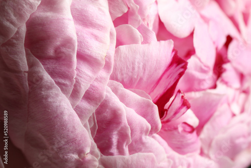 Closeup view of beautiful blooming peony as background. Floral decor