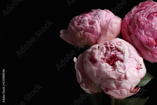 Fototapeta Naklejka Na Ścianę i Meble -  Beautiful fresh peonies on dark background, space for text