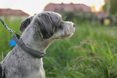 Photographie Cute dog with leash on green grass outdoors, closeup