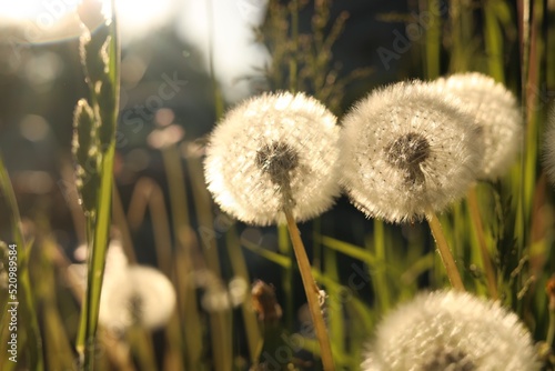 Beautiful fluffy dandelions outdoors on sunny day  closeup