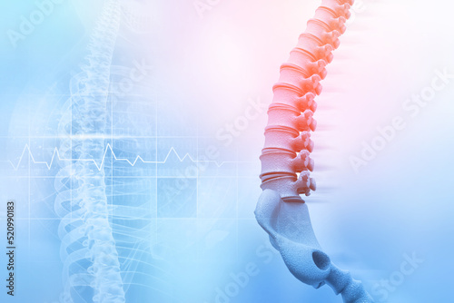 Human spine on blurred medical background. 3d illustration photo