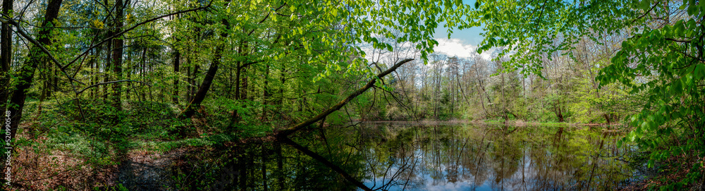 Panorama of forest lakes in spring, young leaves and freshly blossomed buds of trees and shrubs Panorama of forest lakes in spring, young leaves and freshly blossomed buds of trees and shrubs