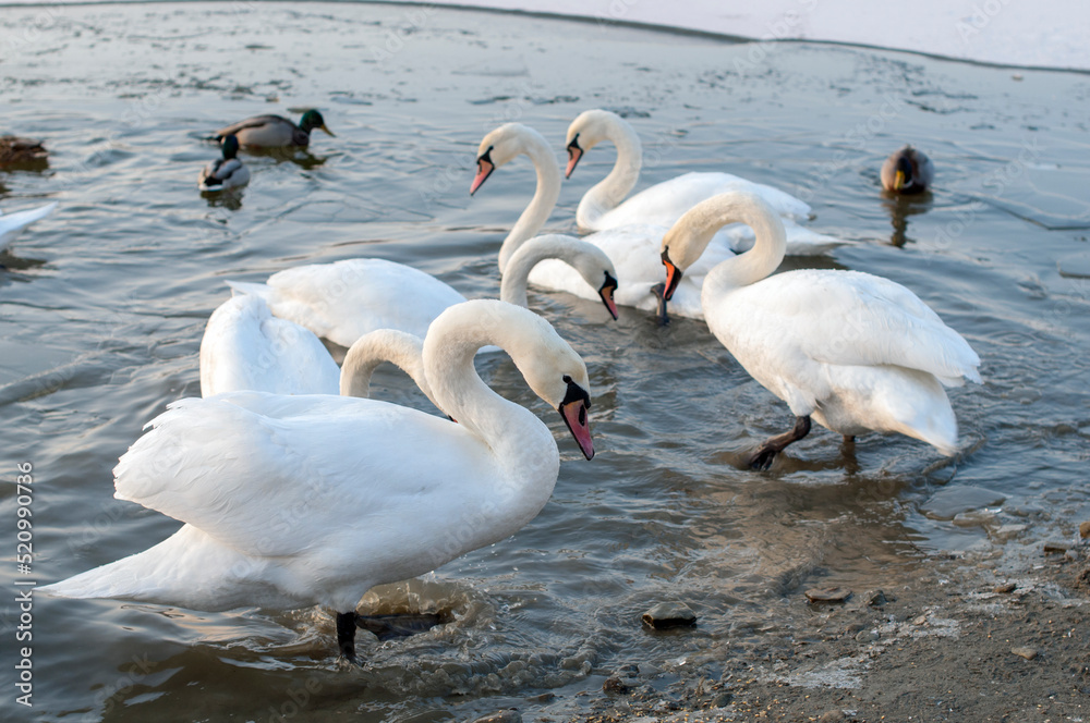 White swans stand in the water. Reflections of the golden sun in a blue pond. White swans stand in the water. Reflections of the golden sun in a blue pond.