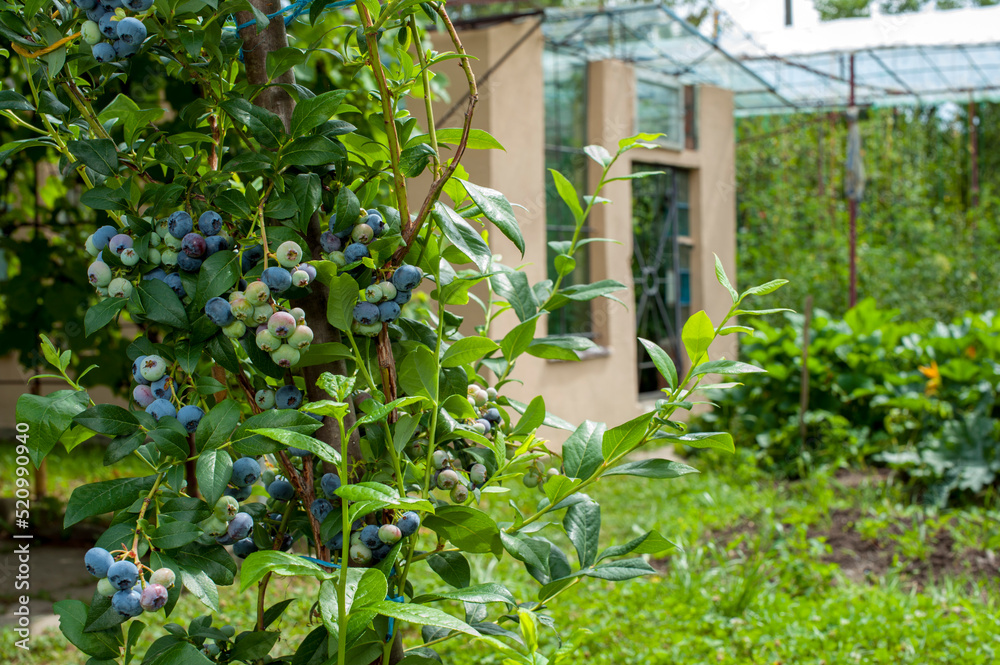 Blueberry berries are delicious and juicy, full of natural vitamins Blueberry berries are delicious and juicy, full of natural vitamins